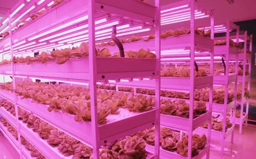 未來已來 植物工廠與麥秸畫，科技與傳統農業的創新融合